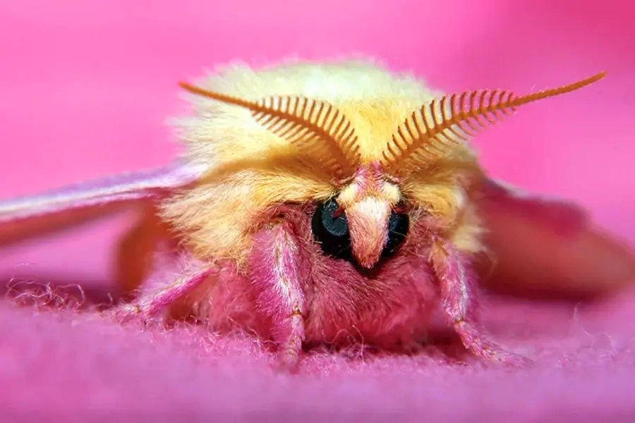 Розовая Кленовая бабочка Dryocampa rubicunda