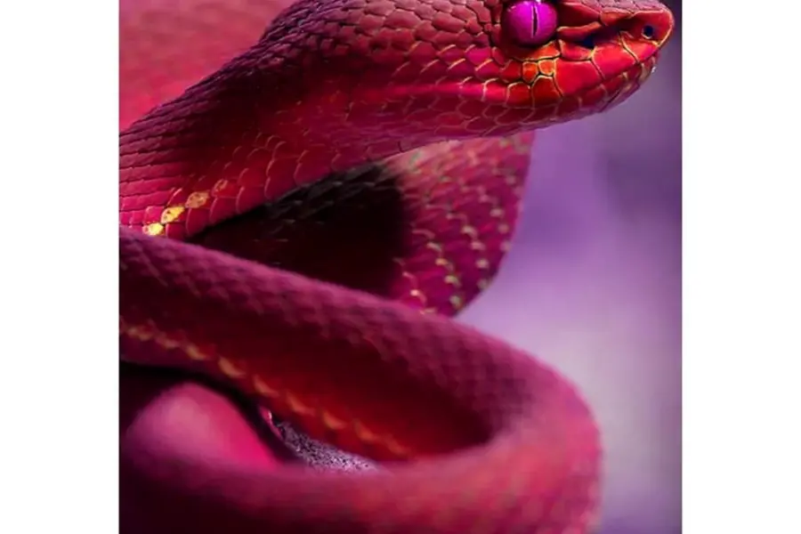 Розовая змея