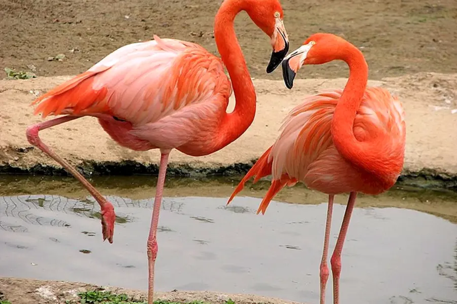 Розовый Фламинго самец