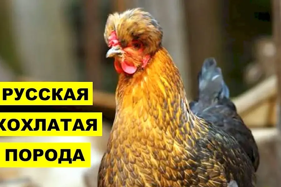 Русская хохлатая курица