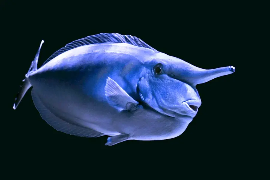 Рыба носорог индийский океан