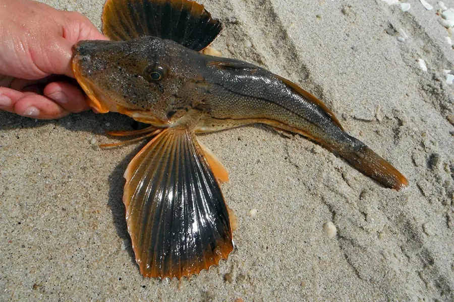 Рыба Тригла морской петух