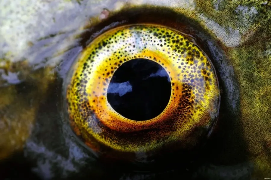 Рыбий глаз
