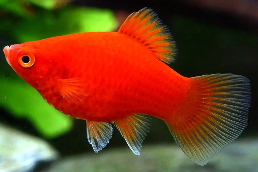 Рыбка Пецилия красная