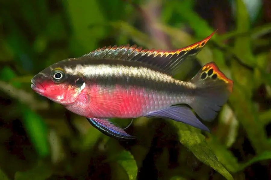Рыбка попугай Пельвикахромис