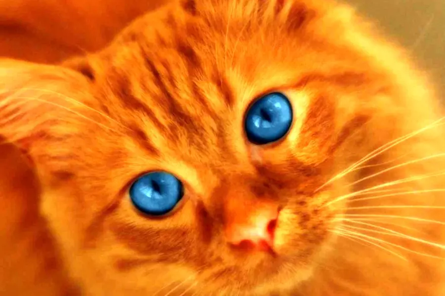 Рыжая кошка с голубыми глазами