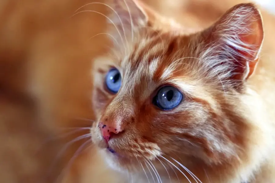 Рыжие коты с голубыми глазами