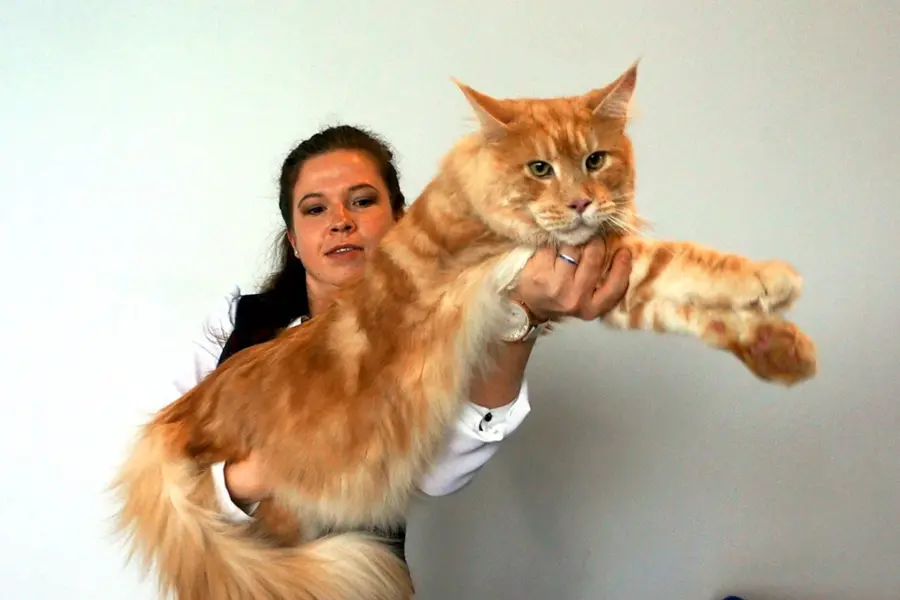 Рыжий кот Мейн кун с человеком