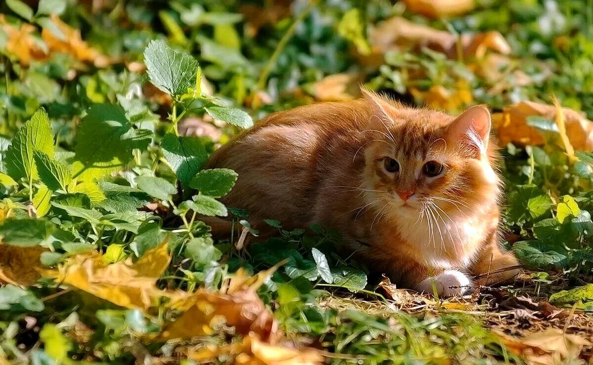 Рыжий кот на природе