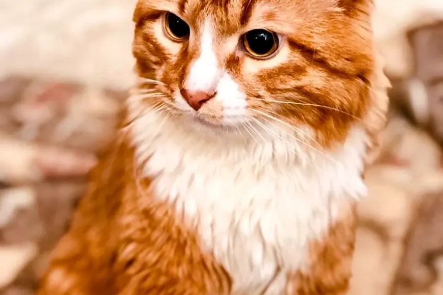 Рыжий кот порода