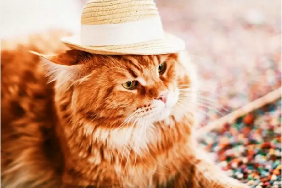 Рыжий кот в шапке