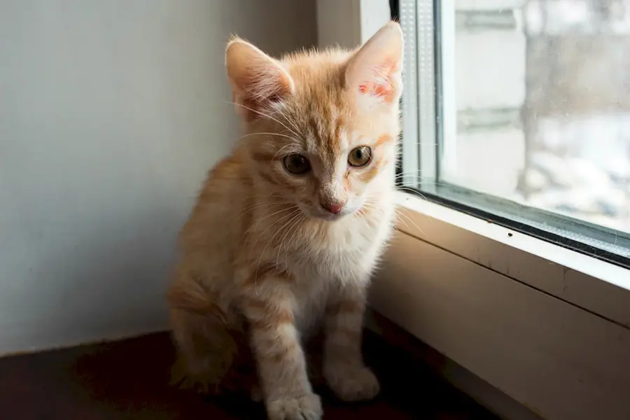 Рыжий котенок 3 месяца