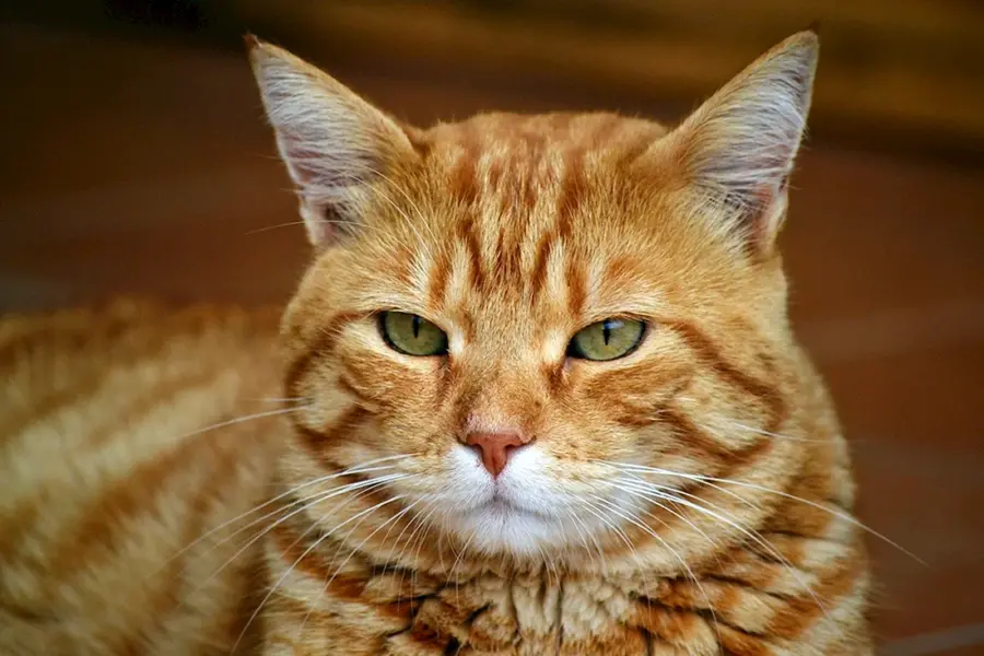 Рыжий полосатый кот порода