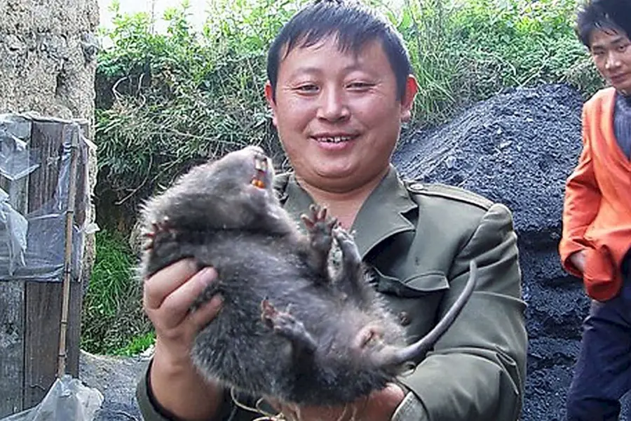 Самая большая крыса в Китае