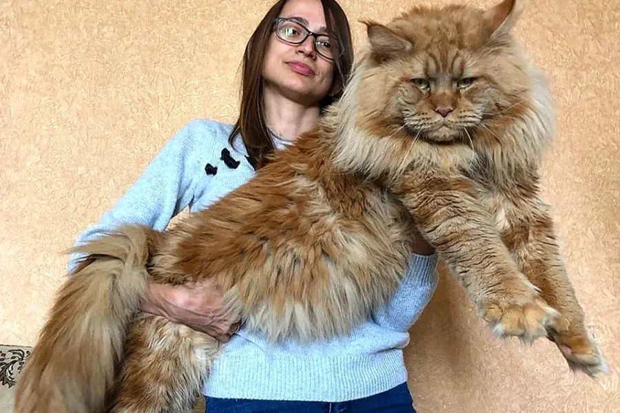Самая большая порода кошек Мейн-кун