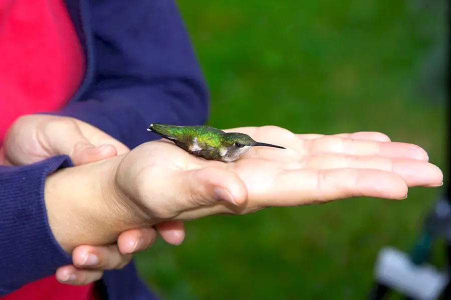 Самая маленькая птичка Колибри