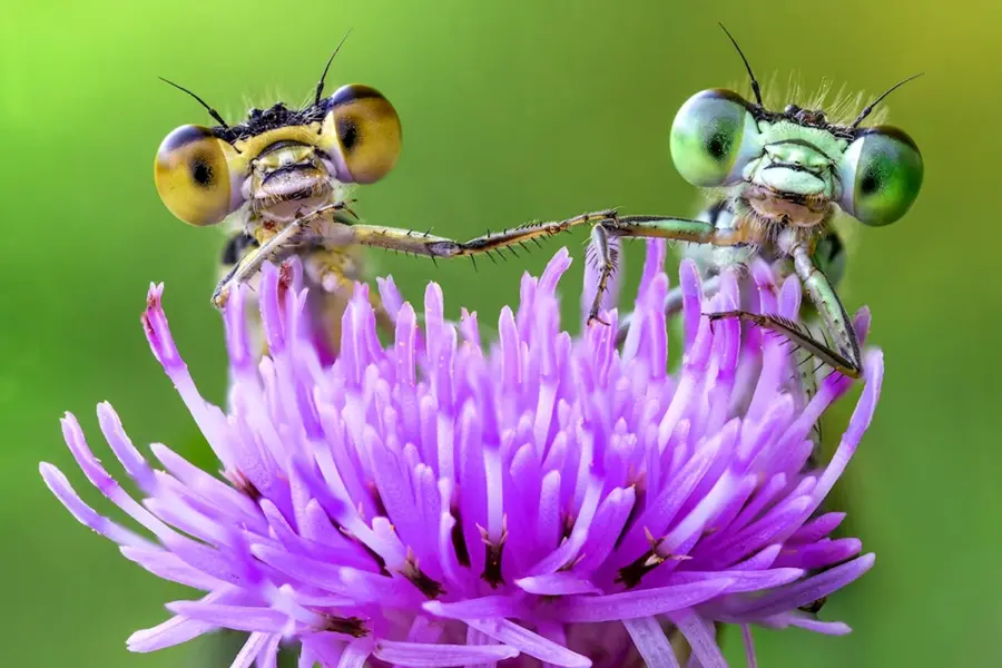 Самые красивые и милые насекомые