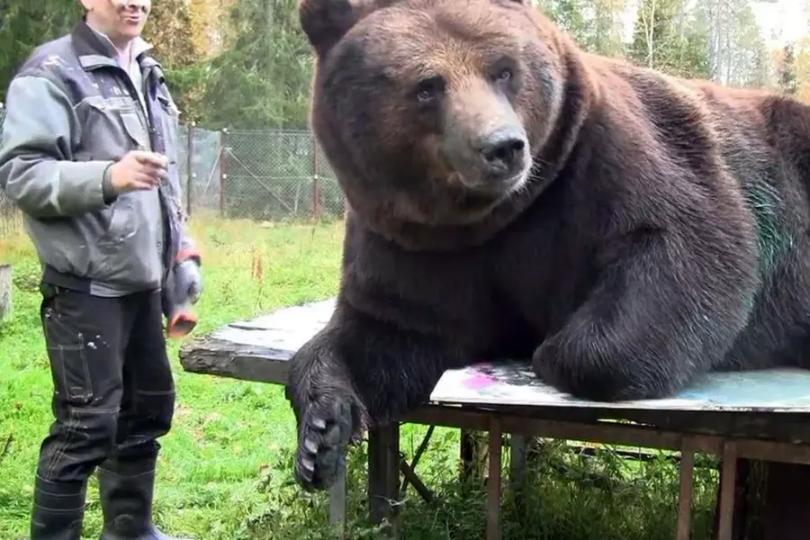 Самый большой медведь Гризли вес рост