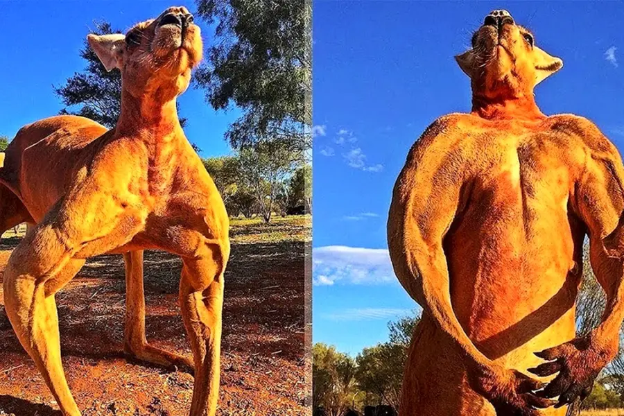 Самый накаченный кенгуру в мире Роджер