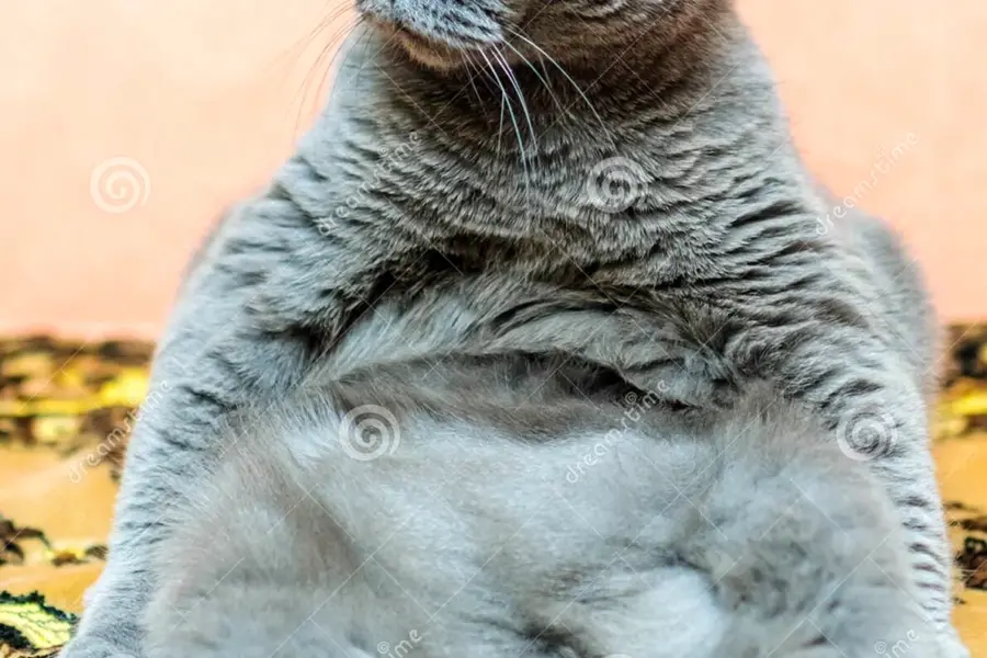 Самый толстый британский кот