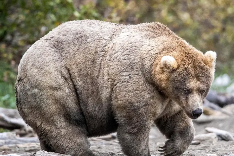Самый толстый медведь Аляски