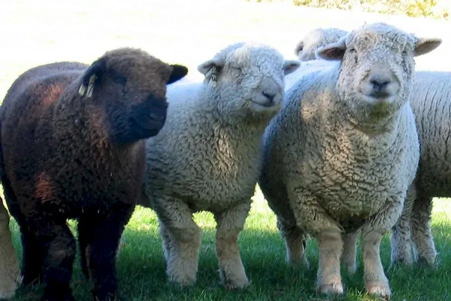 Саутдаун порода овец
