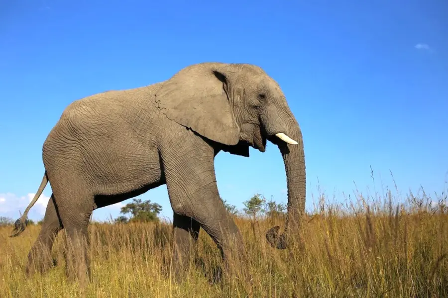 Саванный Африканский слон Африки