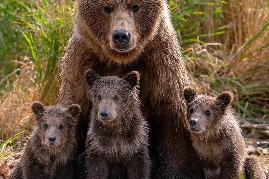 Семейство бурых медведей
