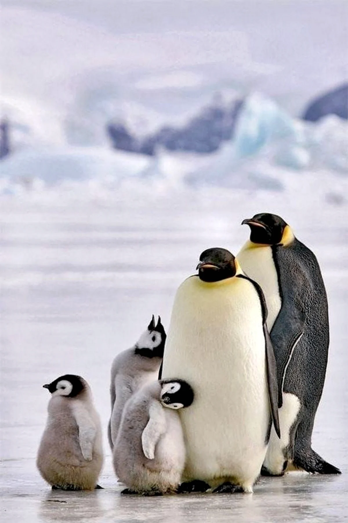 Семейство Пингвиновые
