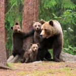 Семья медведь Медведица Медвежонок