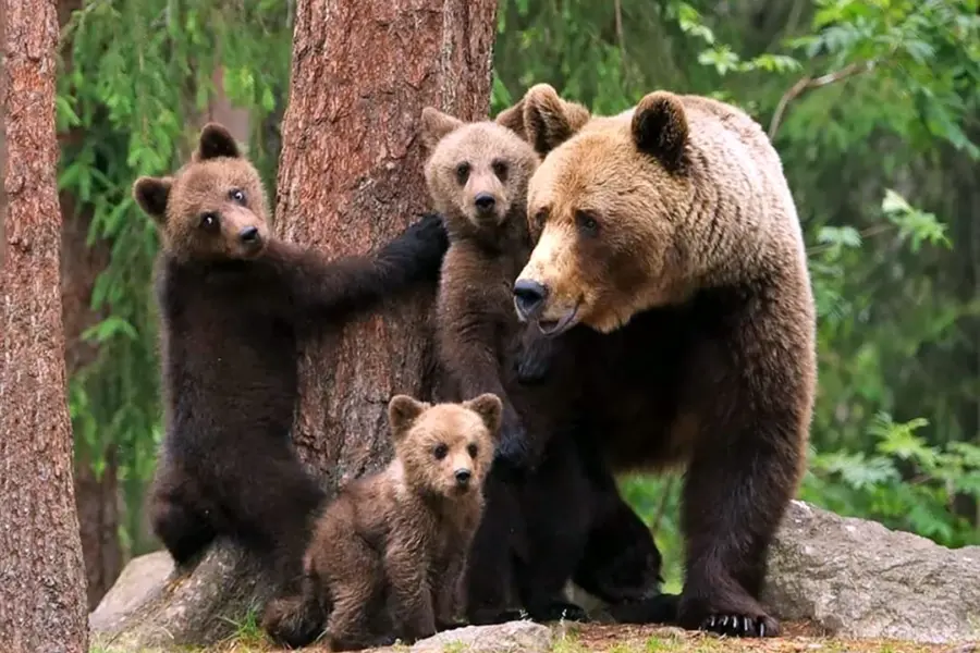 Семья медведь Медведица Медвежонок