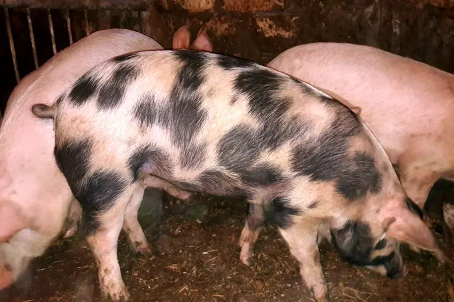 Семиреченская порода свиней