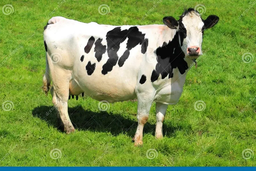 Серая корова с белыми пятнами