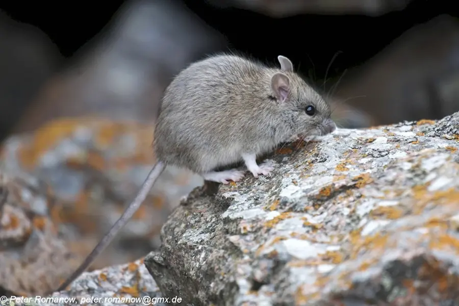 Серая крыса Rattus norvegicus