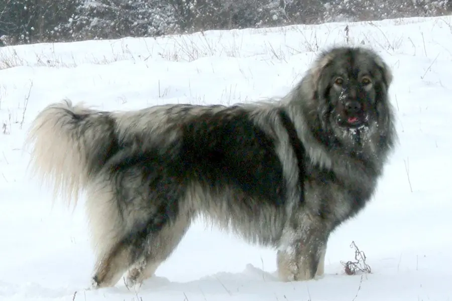 Сербская пастушья собака