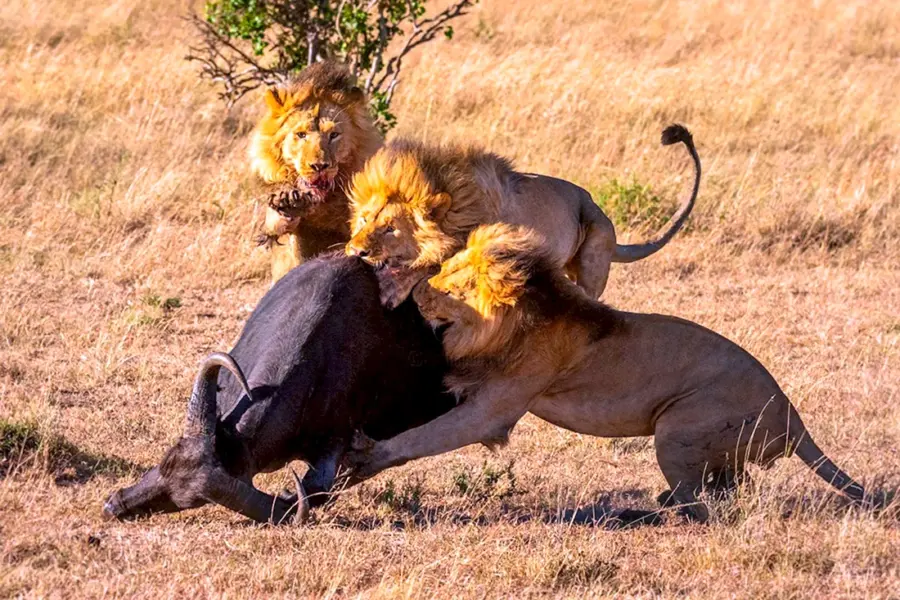Серенгети львы охота