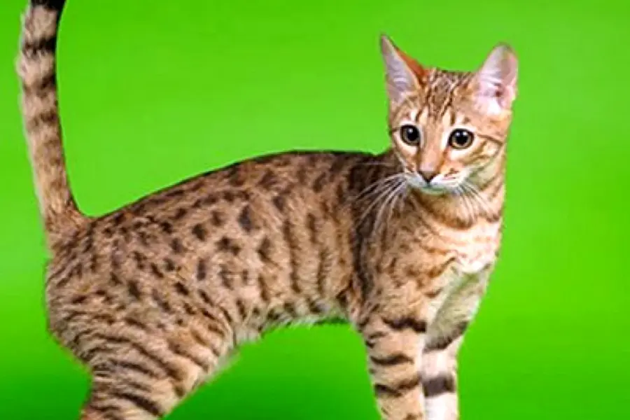 Серенгети порода кошек