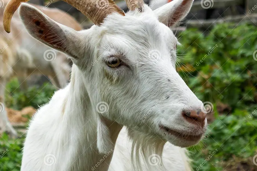 Серьги у коз