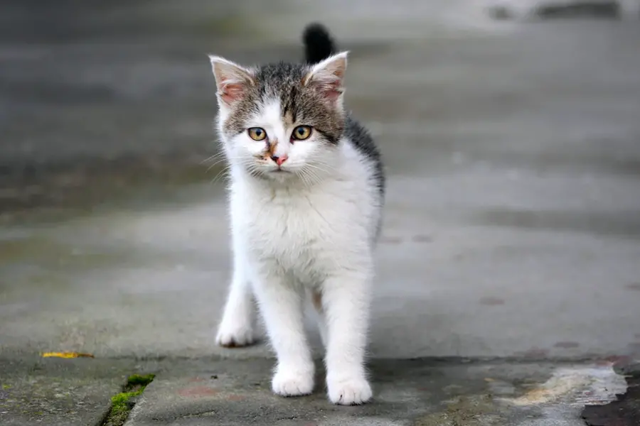 Серо-белый котёнок