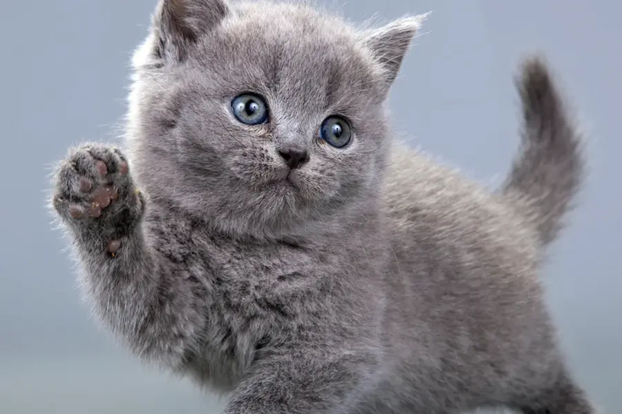 Серый британец котенок