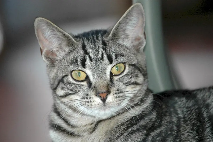 Серый гладкошерстный полосатый кот порода