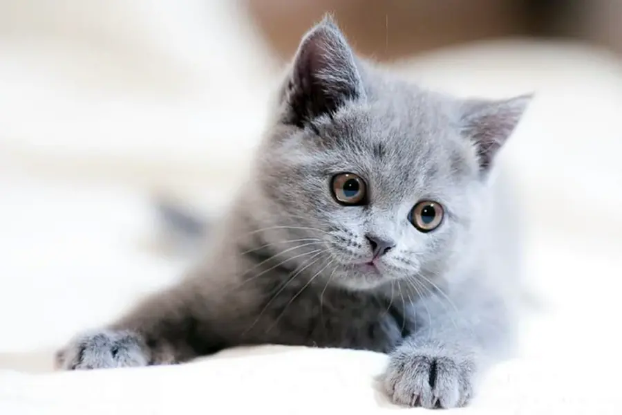 Серый котёнок