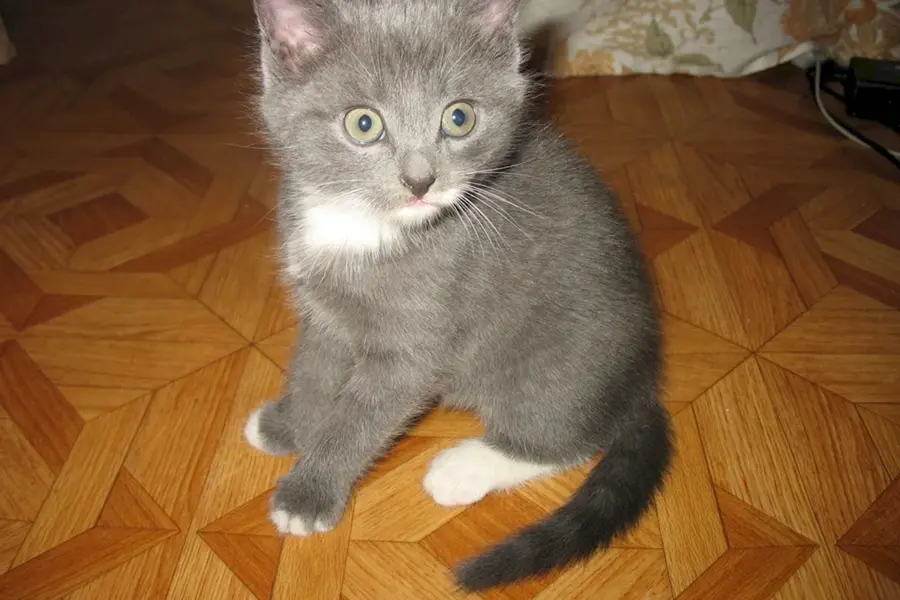 Серый котенок с белой грудкой