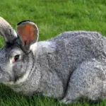 Серый великан кролик