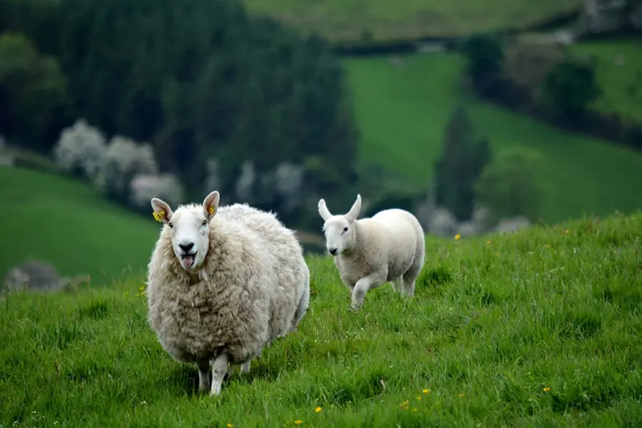 Северная Ирландия овцы