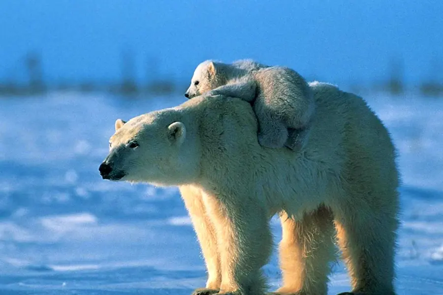 Северный Ледовитый океан белый медведь