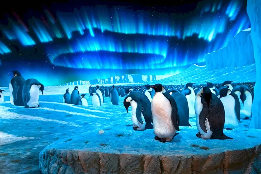 Северный полюс пингвины