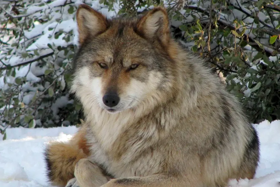 Северо Западный волк