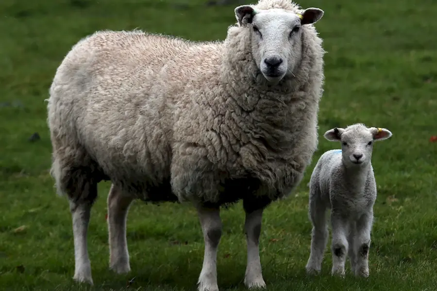 Северокавказская порода овец