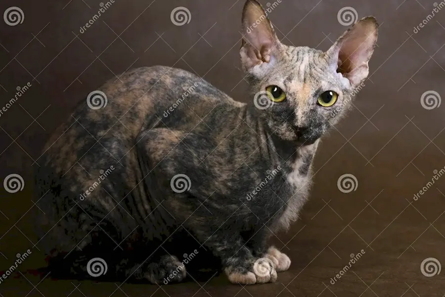Сфинкс кошка с шерстью браш